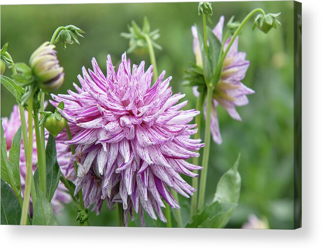 Jenny Rainbow Fine Art Photography Acrylic Print featuring the photograph Dahlia Hy Trio 3 by Jenny Rainbow