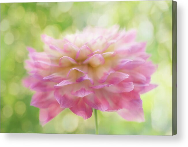 Dahlia In Backlight Acrylic Print featuring the photograph Dahlia In Backlight by Cora Niele