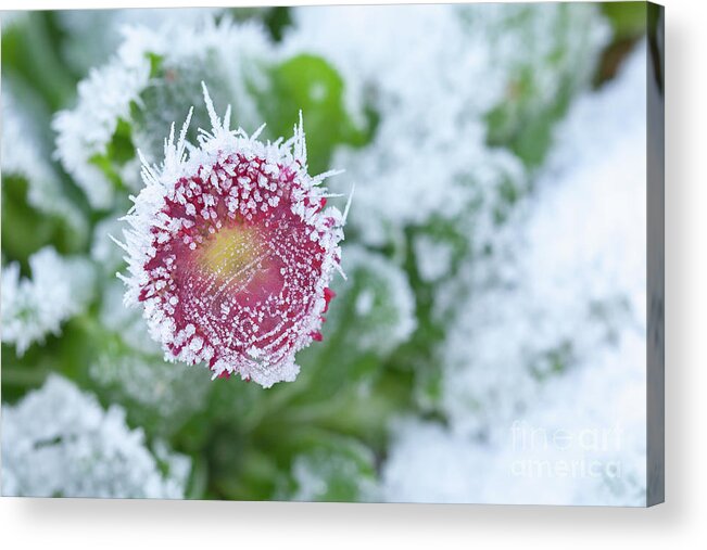 Frozen Acrylic Print featuring the photograph Daisy frozen in winter garden by Simon Bratt