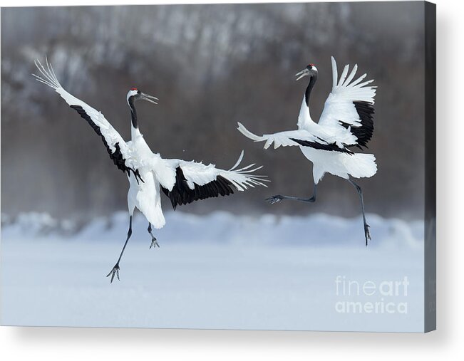 Love Acrylic Print featuring the photograph Dancing Pair Of Red-crowned Cranes by Ondrej Prosicky
