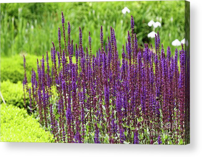 Flower Acrylic Print featuring the photograph Dancing Purple Flowers by Mark OConnell