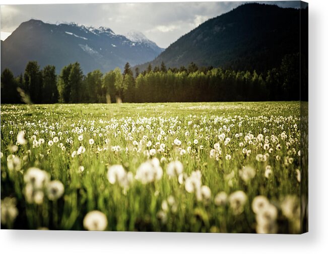 Scenics Acrylic Print featuring the photograph Dandelion Field by Arnold Media