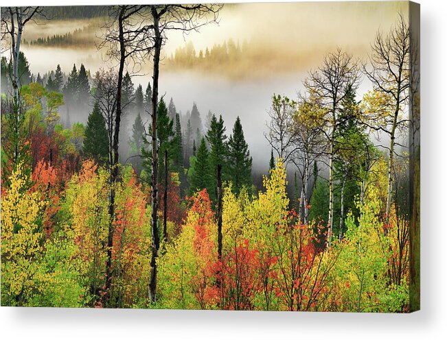 Idaho Scenics Acrylic Print featuring the photograph Deep Forest Autumn by Leland D Howard