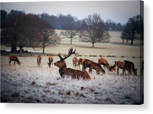 Grass Acrylic Print featuring the photograph Deer In Richmond Park, London by Anne-marie Arpin