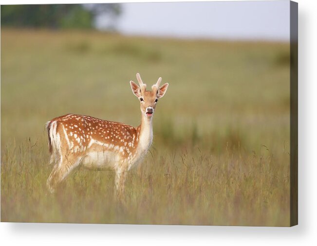Scenics Acrylic Print featuring the photograph Deer by Markbridger