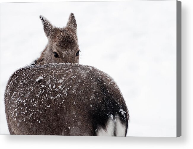 Looking Over Shoulder Acrylic Print featuring the photograph Deer by Photography By Daniel Hans Peter Christensen