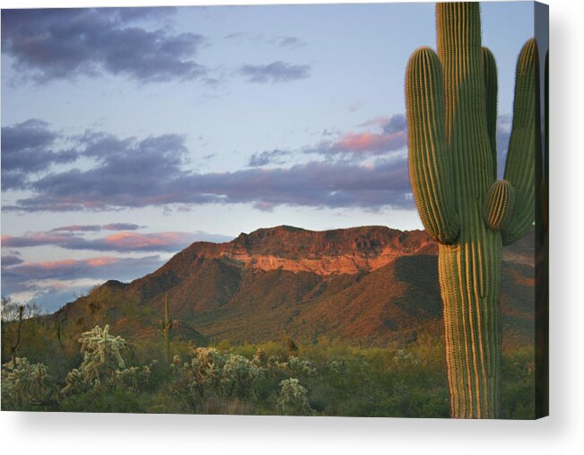 Saguaro Cactus Acrylic Print featuring the photograph Desert At Dusk by Vlynder