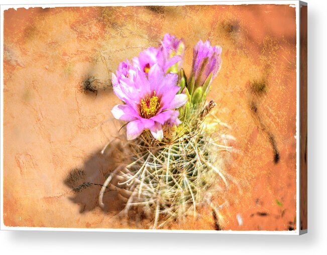 Desert Flower Acrylic Print featuring the photograph Desert Flower 4 by Lightboxjournal