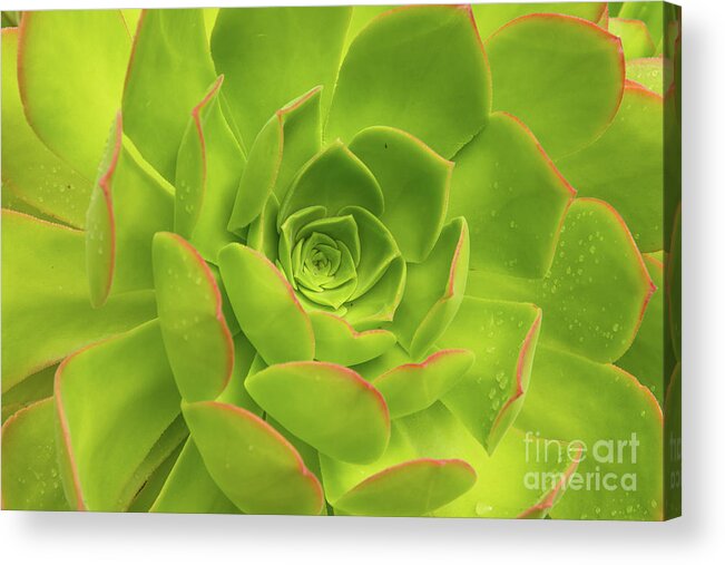 Aloe Acrylic Print featuring the photograph Detail Of A Fresh Green Succulent Plant With Pure Raindrops On Its Colorful Leaves by Andreas Berthold
