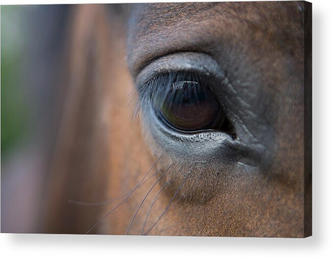 Horse Acrylic Print featuring the photograph Detail Of Horses Face, Near Lough by Holger Leue