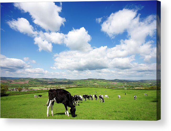 Grass Acrylic Print featuring the photograph Devon Hillside With Cows by Urbancow