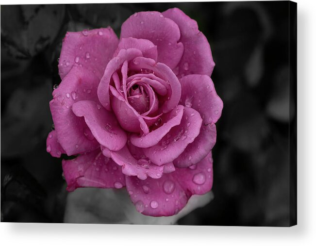 Pink Acrylic Print featuring the photograph Dew Drop Petals by Arthur Oleary