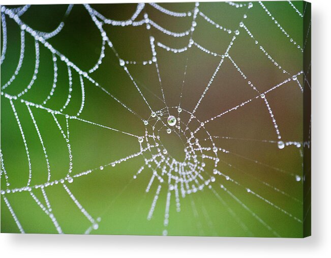Vancouver Island Acrylic Print featuring the photograph Dew Drops On Spider Web by Anna Henly