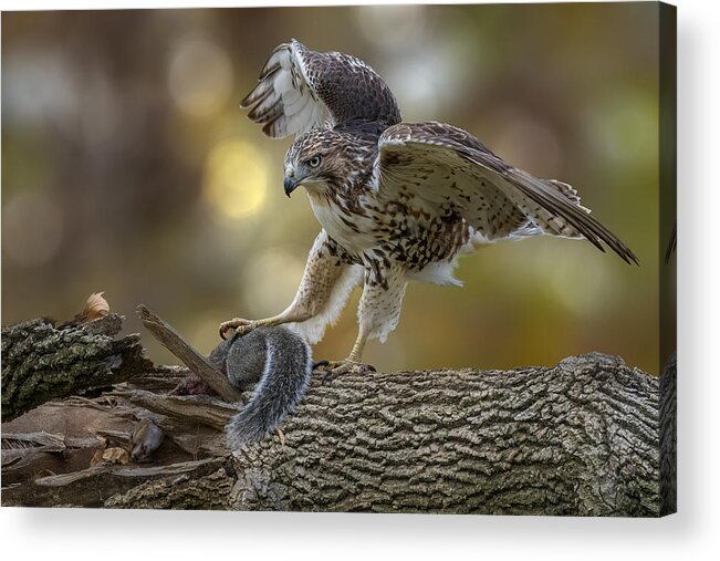 Red-tailed Acrylic Print featuring the photograph Dinner Is Ready by Jian Xu