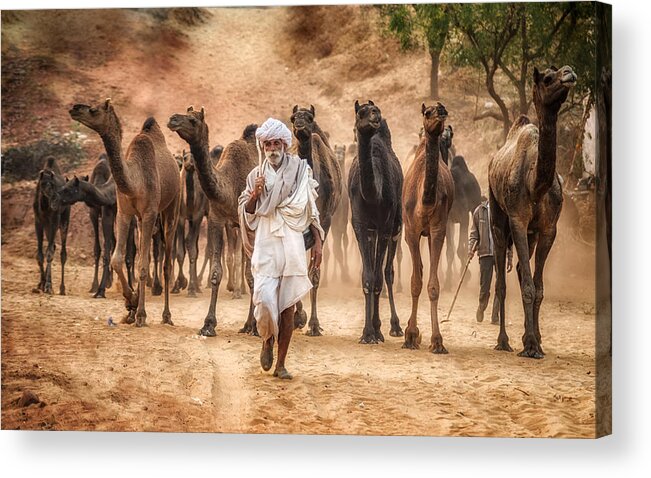 Caravan Acrylic Print featuring the photograph Directing The Herd by Vivek Kalla