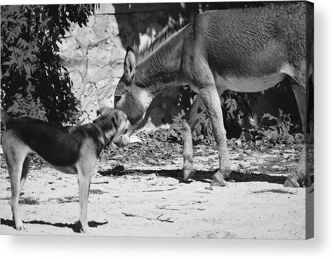 Dog Acrylic Print featuring the photograph Dog and Burro Show by Debra Grace Addison