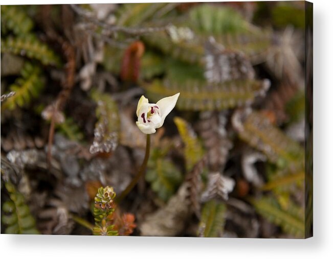 Angiosperm Acrylic Print featuring the photograph Dog Orchid by David Hosking