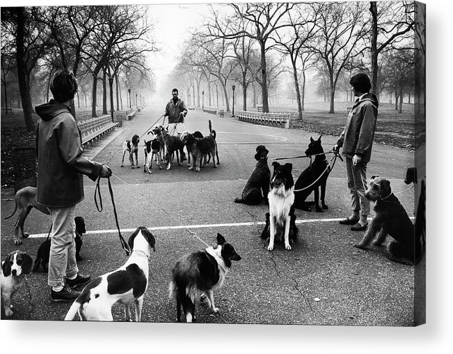 Archival Acrylic Print featuring the photograph Dog Walkers by Alfred Eisenstaedt