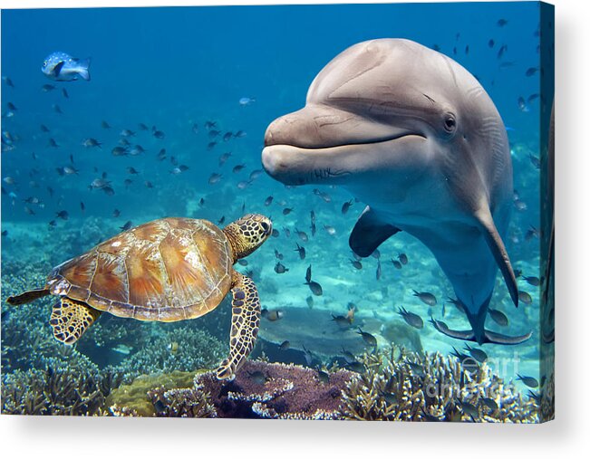 Dolphin Acrylic Print featuring the photograph Dolphin And Turtle Underwater On Reef by Andrea Izzotti