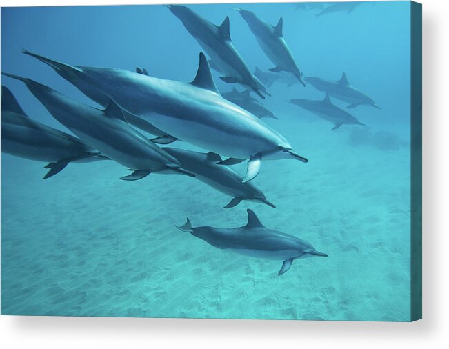Underwater Acrylic Print featuring the photograph Dolphins by M.m. Sweet