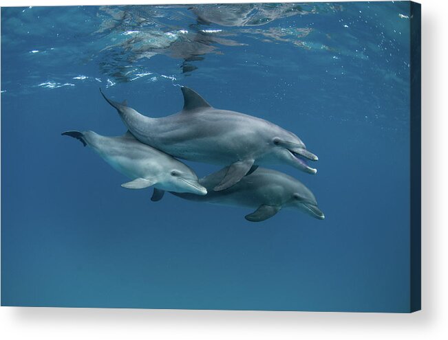 Dolphins Acrylic Print featuring the photograph Dolphins by Romano Molinari