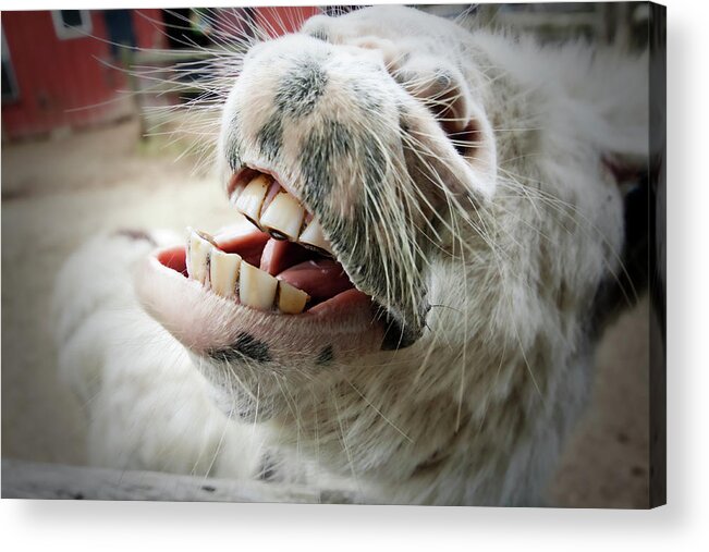 Animal Themes Acrylic Print featuring the photograph Donkey Face by By Eric Lorentzen-newberg