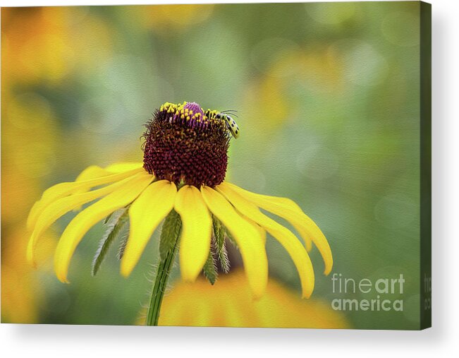 Black Eyed Susan Acrylic Print featuring the photograph Don't Bug Me by Sharon McConnell