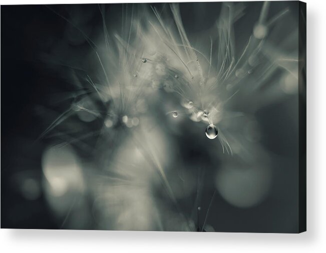 Bokeh Acrylic Print featuring the photograph Don`t Drop Me by Heidi Westum