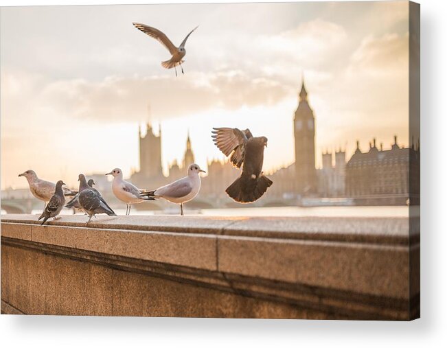 Cute Acrylic Print featuring the photograph Doves and seagulls over the Thames in London by Top Wallpapers