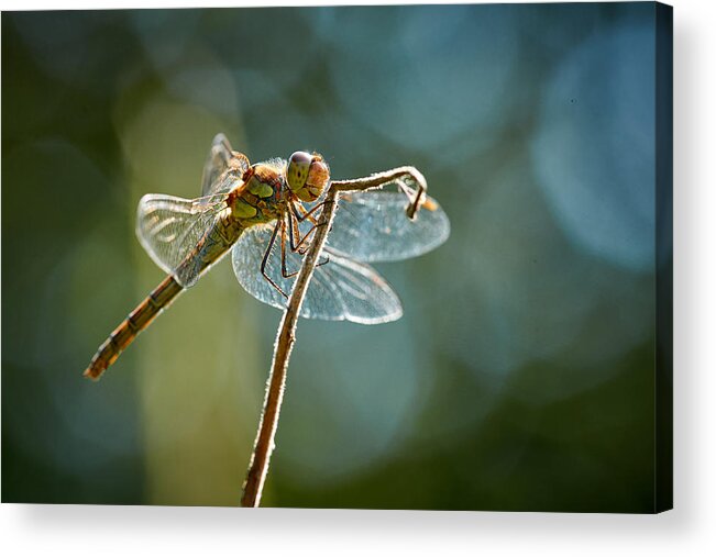 Dragonfly Acrylic Print featuring the photograph Dragonfly In Backlight by Bodo Balzer