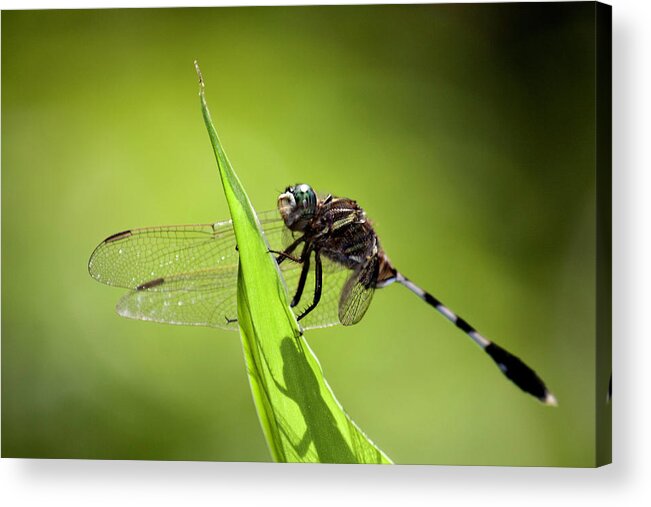 Shadow Acrylic Print featuring the photograph Dragonfly On Green Leaf With Shadow by Athul Krishnan (www.athul.in)