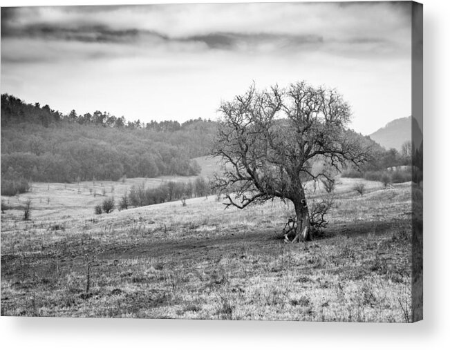 Landscape Acrylic Print featuring the photograph Dramatic Field Landscape, Tree by Levente Bodo