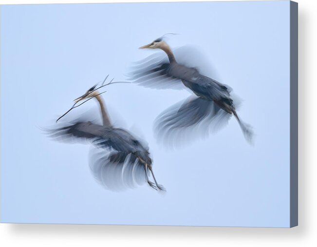 Blue Acrylic Print featuring the photograph Dream Flight by John Fan