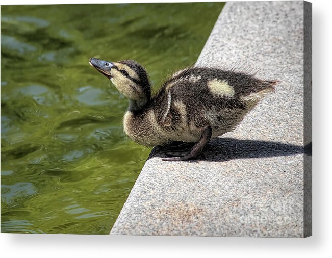 Duckling Acrylic Print featuring the photograph Drinking Baby Duck by Elisabeth Lucas