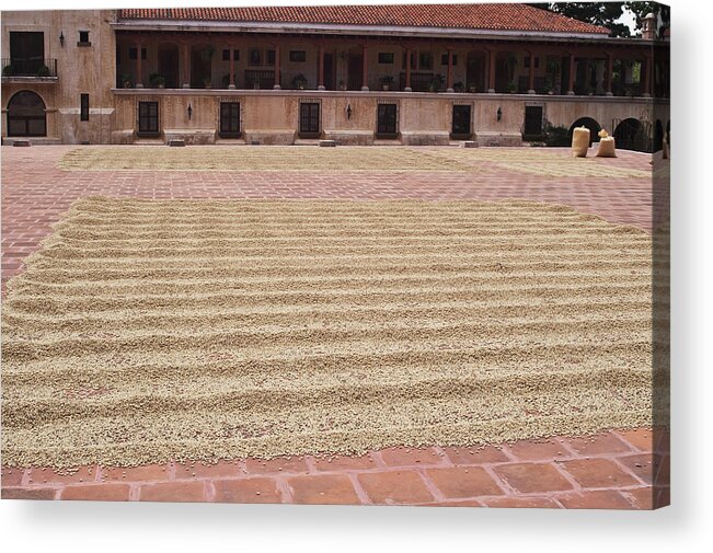 Outdoors Acrylic Print featuring the photograph Drying Coffee Beans by Guy Heitmann / Design Pics