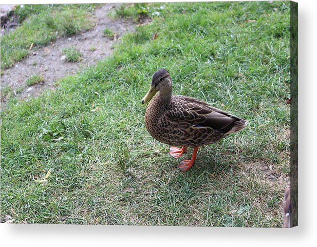 Duck Acrylic Print featuring the photograph Duck in Boston Commons by Laura Smith