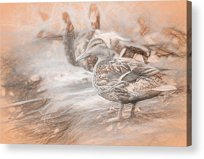 Duck Acrylic Print featuring the photograph Ducks on Shore da Vinci by Don Northup