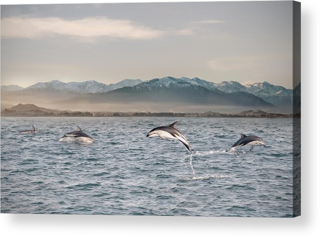 Animal Themes Acrylic Print featuring the photograph Dusky Dolphins At Play by Verity E. Milligan