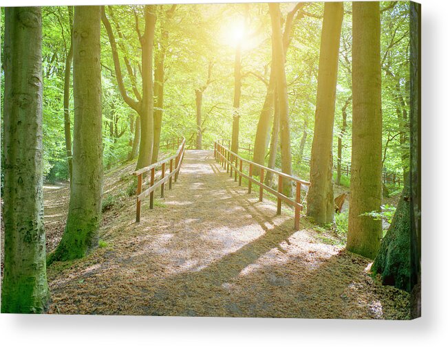 Scenics Acrylic Print featuring the photograph Dutch Forest With Fenced Footpath And by Cirano83