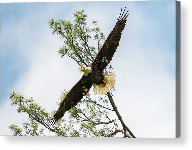 Eagle Acrylic Print featuring the photograph Eagle Swooping Down by Robert J Wagner