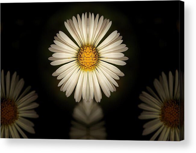 Wildflower Acrylic Print featuring the photograph Early Blue-top Fleabane by Robert O Endres