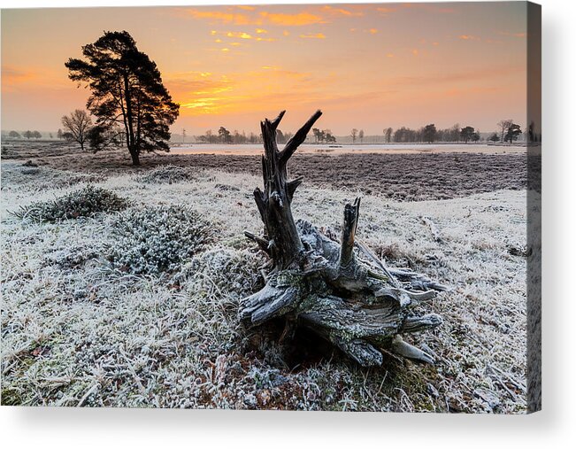 Nl Acrylic Print featuring the photograph Early Frost by Hillebrand Breuker