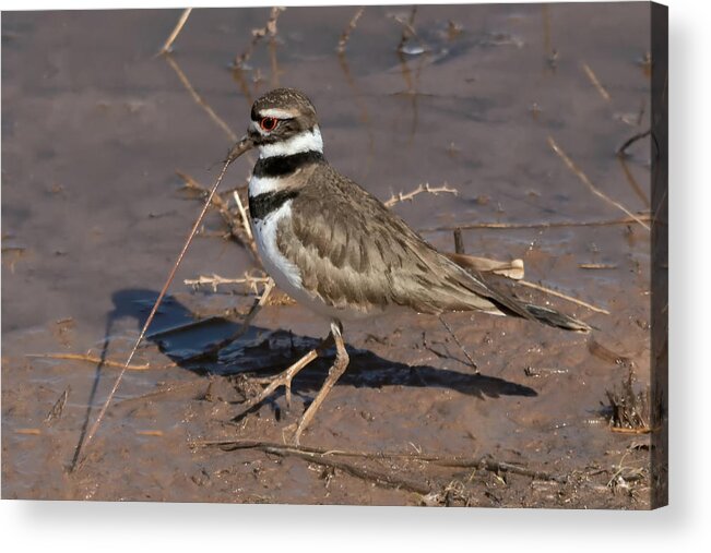 Killdeer Acrylic Print featuring the photograph Early Killdeer Gets the Worm by Kathleen Bishop