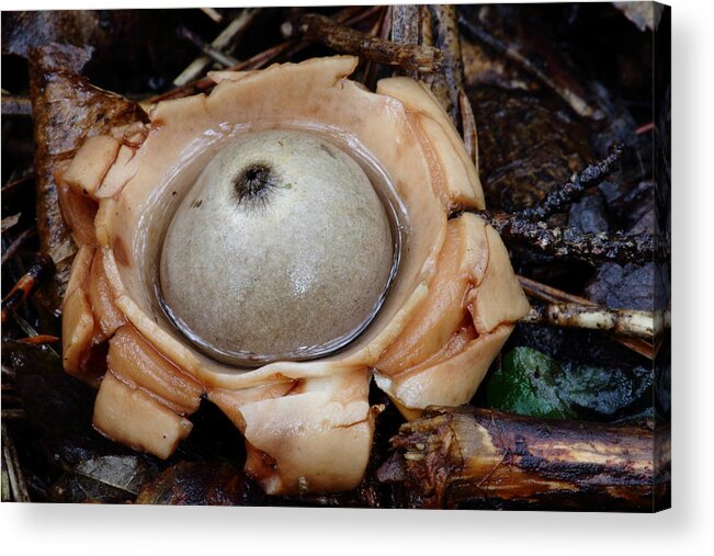 Geastrum Species Acrylic Print featuring the photograph Earthstar by Daniel Reed