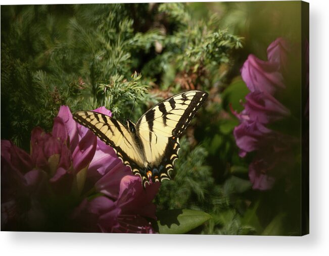 Eastern Tiger Swallowtail Acrylic Print featuring the photograph Eastern Tiger Swallowtail on rhododendron by Jeff Folger