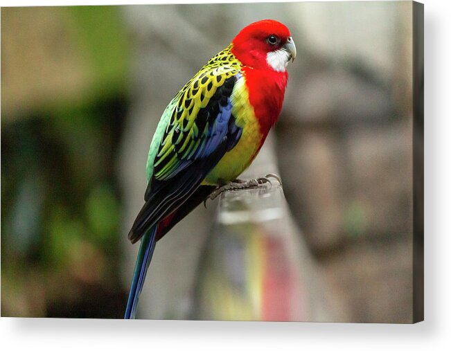No People Acrylic Print featuring the photograph Eastern Rosella by SAURAVphoto Online Store