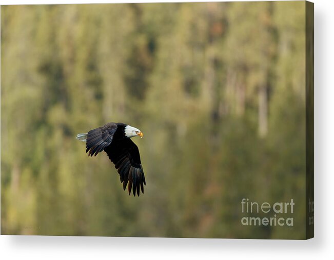 Raptor Acrylic Print featuring the photograph Edge of Light by Beve Brown-Clark Photography