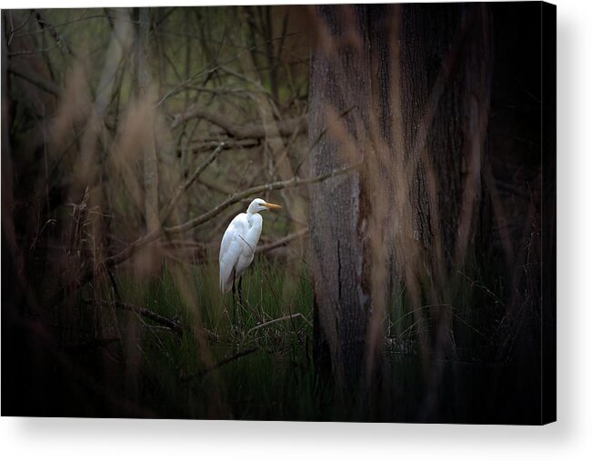 Egret Acrylic Print featuring the photograph Egret by Deborah Penland