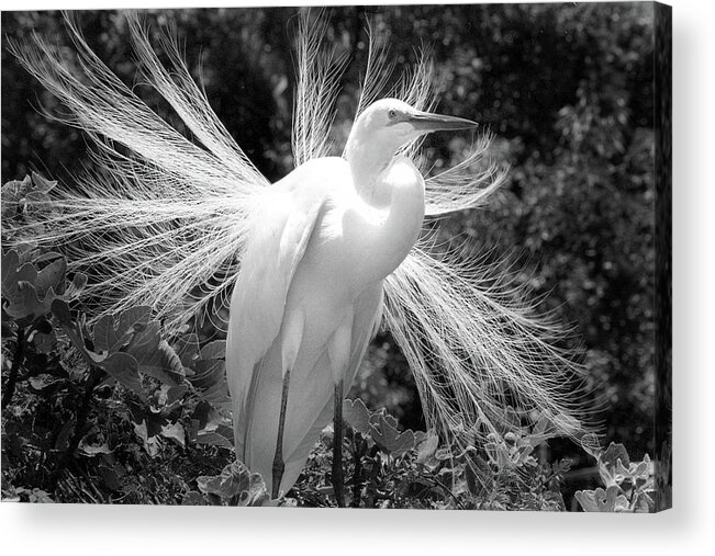 Egret Acrylic Print featuring the photograph Egret Display by Jerry Griffin