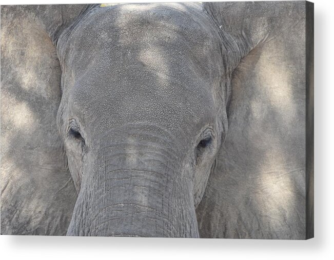Elephant Acrylic Print featuring the photograph Elephant Closeup by Ben Foster